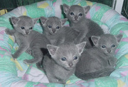Muyuka and Ekona Gorgeous Blue Russian kittens Ready to go