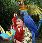 hand fed African Grays, cockatoos,Macaws and eggs available  
