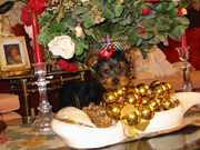  TEACUP YORKIE PUPPIES FOR ADOPTION