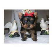 Admirable yorkie puppies available seeking love and shelter